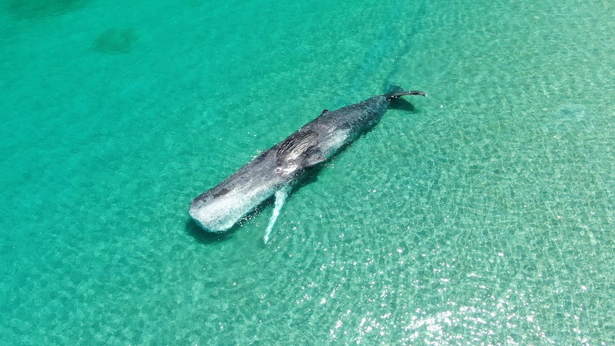 A dead whale floats in clear turquise waters
