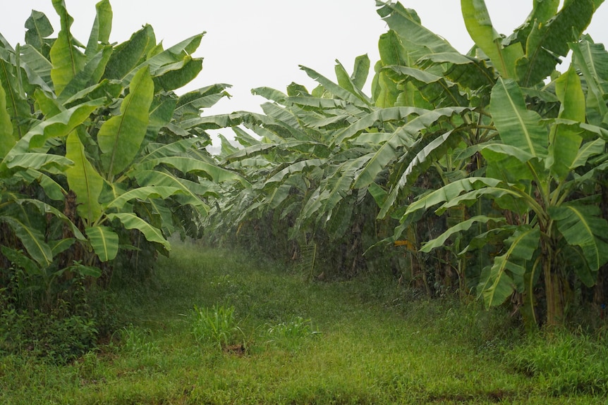 Wet banana trees