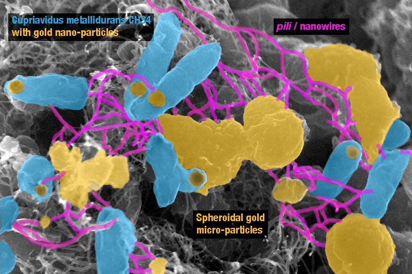 A microscopic image of the gold-cycling bacteria cupriavidus metallidurans with bio-precipitated gold.