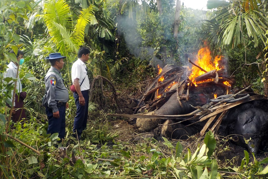 Myanmar officials watch as they burn the corpse of an elephant killed by poachers