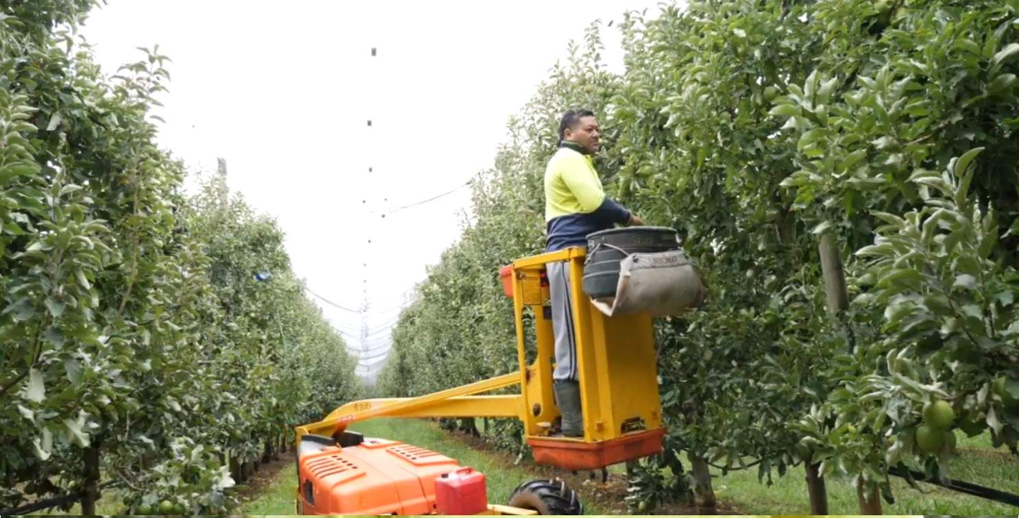 Shepparton fruit picker earning 1,000 per week says piece rate can