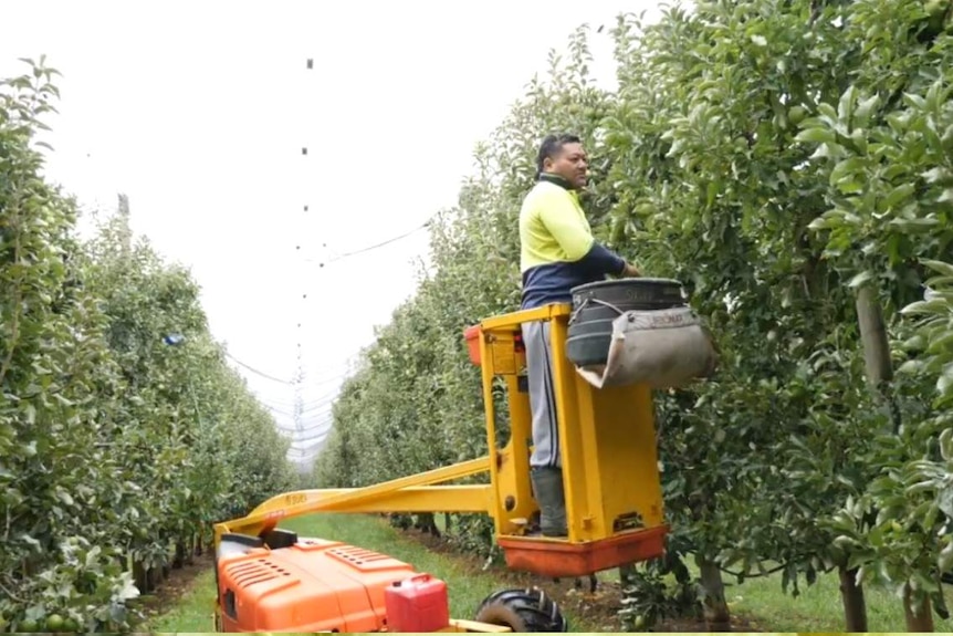 man in cherry picker picking apple trees