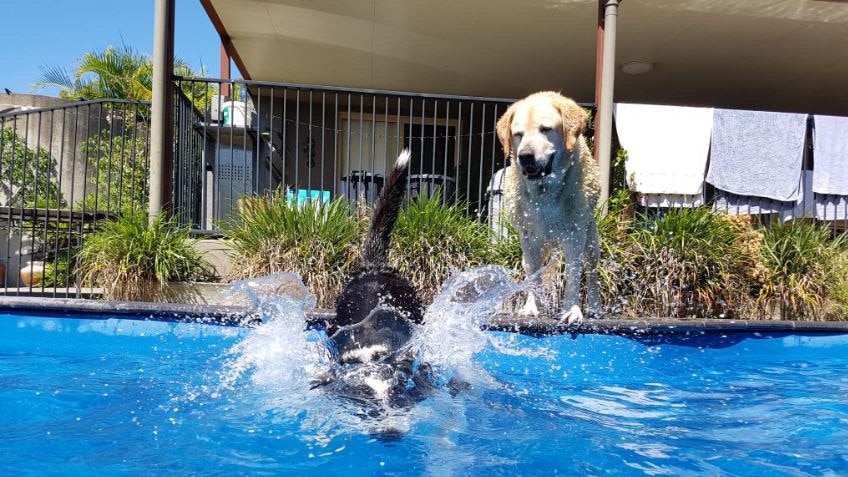 Dogs go swimming in a backyard pool