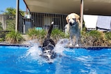 Two dogs go swimming in a backyard pool.