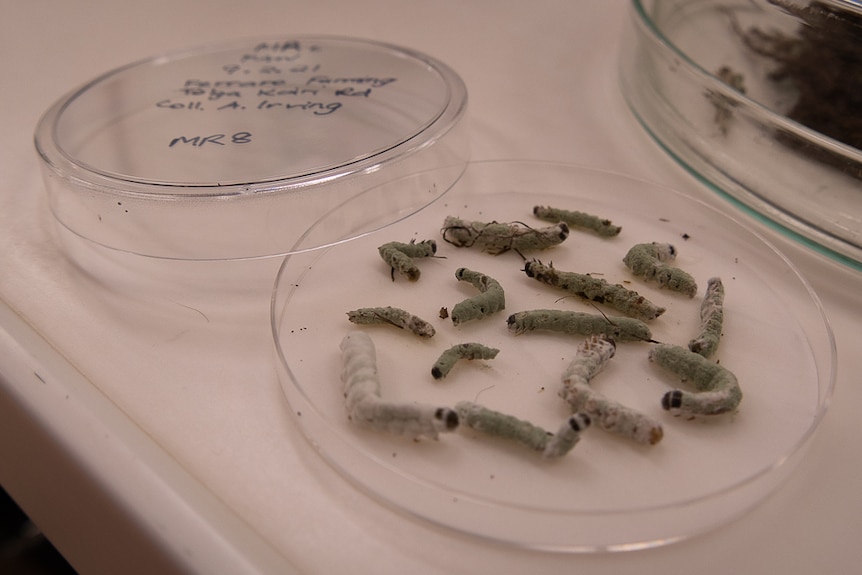 Dead grubs in petrie dish