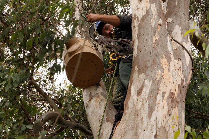 Photo of plastic nest box being installed in a tree.