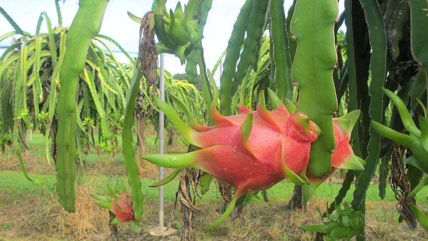 Dragon fruit