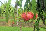 Dragon fruit yet to be picked