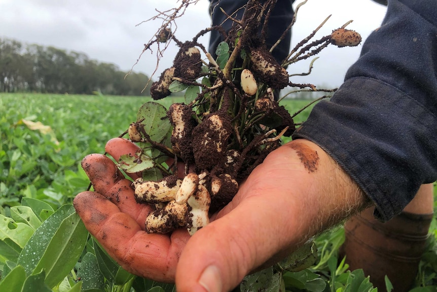 Peanuts in shell and still on the stem have been pulled straight from the rich damp soil