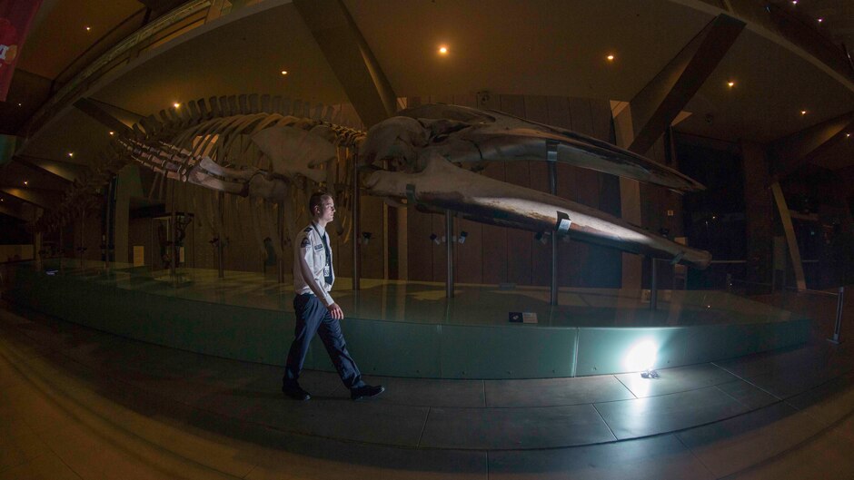 Night guard Maximillian Gustew walks past a giant blue whale skeleton display