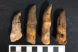 Four cone shaped dinosaur teeth of varying size lay down next to each other.