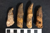Four cone shaped dinosaur teeth of varying size lay down next to each other.