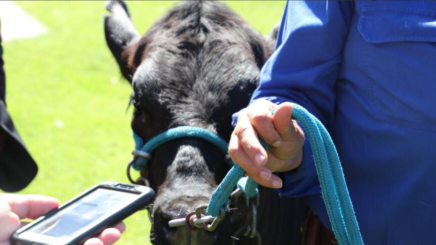 Close-up of the face of a black cow being held on a rope.
