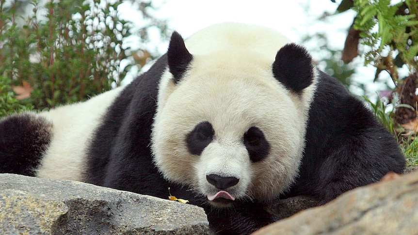 A giant panda named Mei Xiang