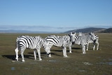 Four fibreglass zebra sculptures