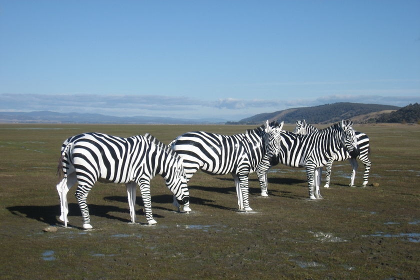 Four fibreglass zebra sculptures at Lake George in 2010.