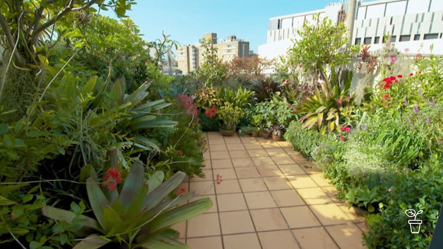 Plants in pots growing on top of building