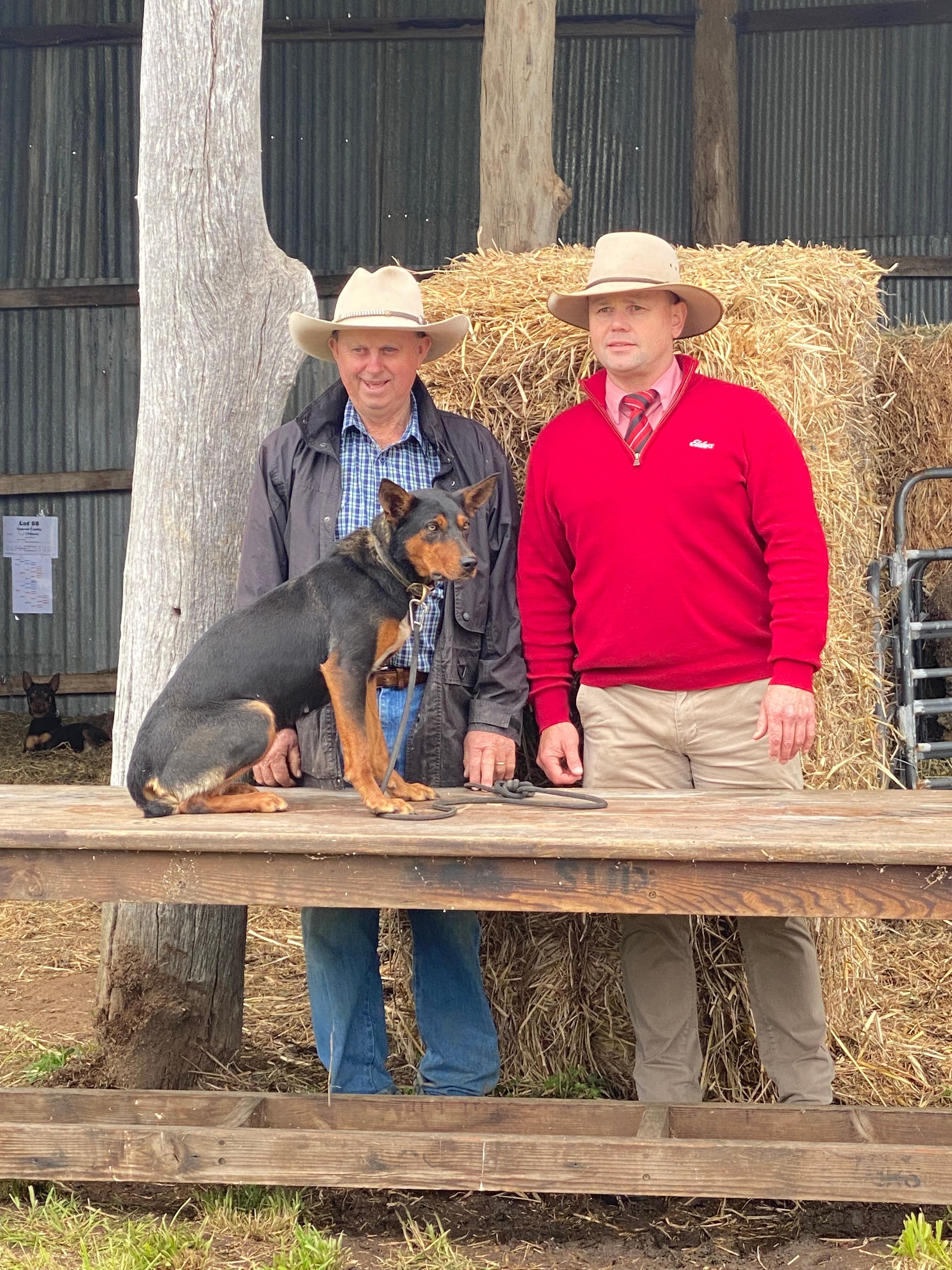 Record Price Set For Working Dog In Australia As Prized Kelpie Goes For ...