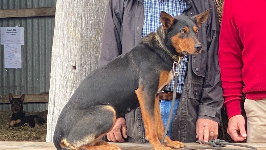 Two men and a dog