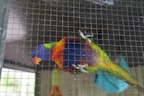 A rainbow lorikeet bird stands on the wire mesh of its cage looking out.