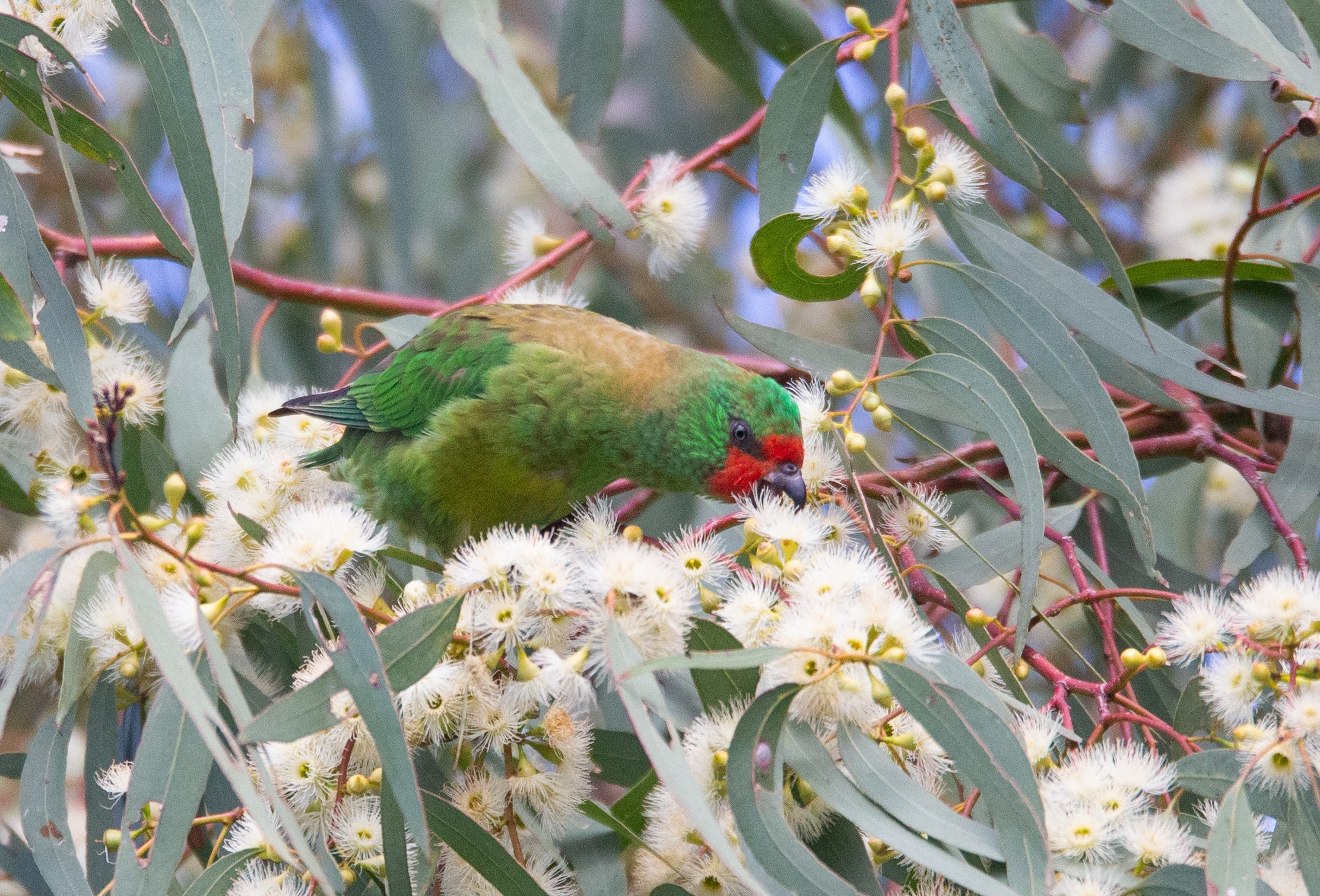 Green olive parrot with red face.