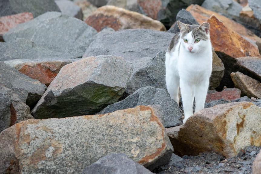 The Stray Cats Project has spent years looking after the cats.