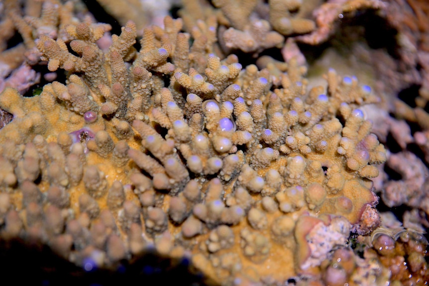 A close up of coral at the southern end of the Great Barrier Reef.