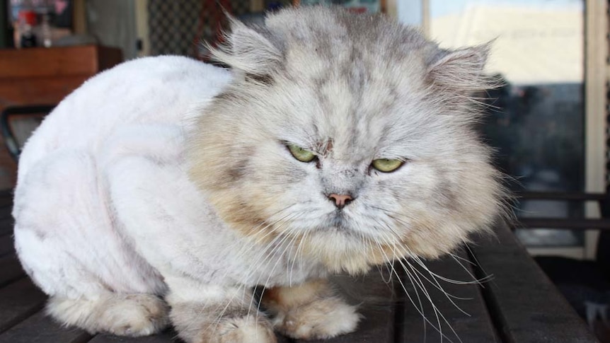 Cat with a a furry head and a shaved body. Bright green eyes stare down the barrel of the camera.