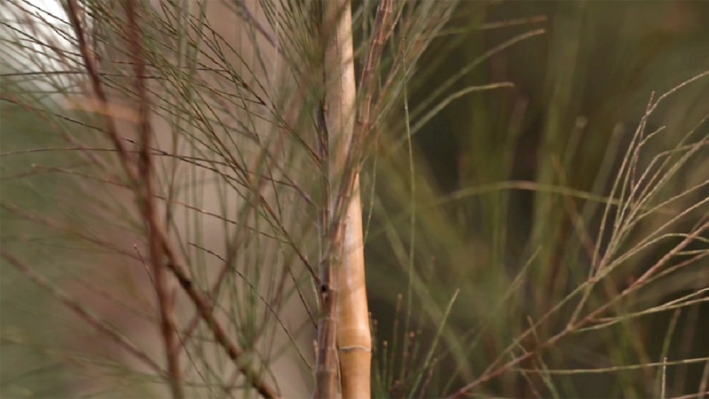 Close up image of casuarina plant
