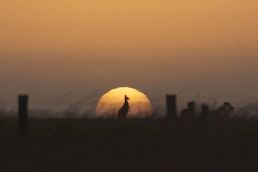 A kangaroo is silhouetted by the setting sun