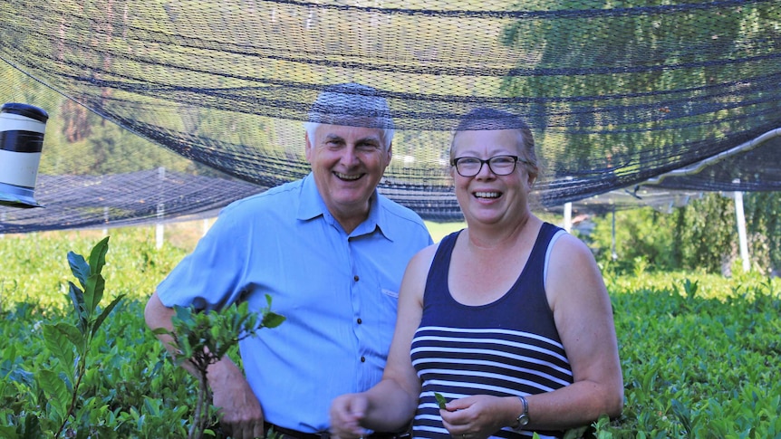 Gordon and Jane Brown in their tea field