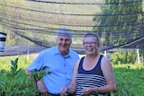 Gordon and Jane Brown in their tea field