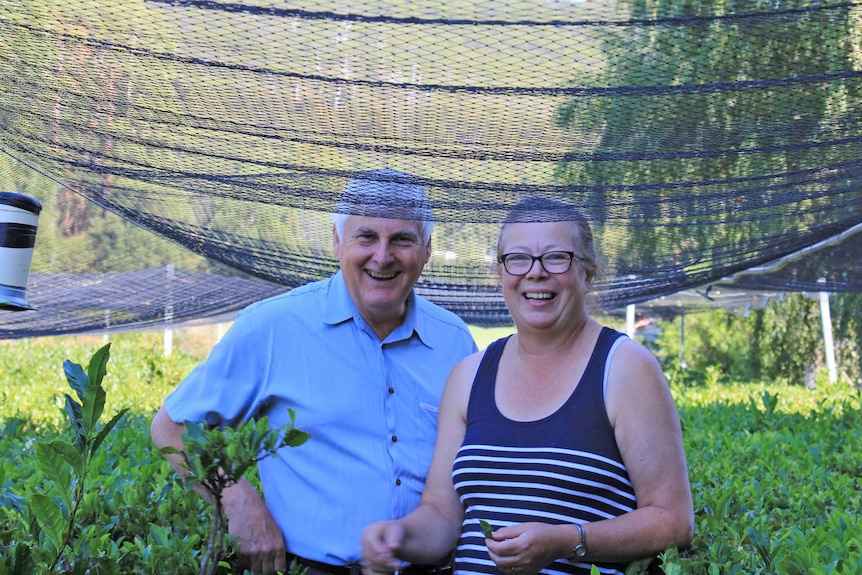 Gordon and Jane Brown in their tea field