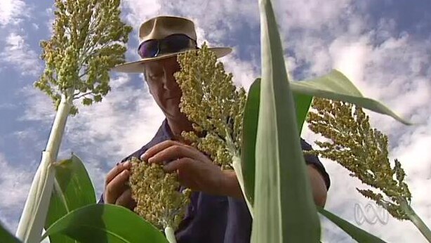 A man looks at a flowering maize plant