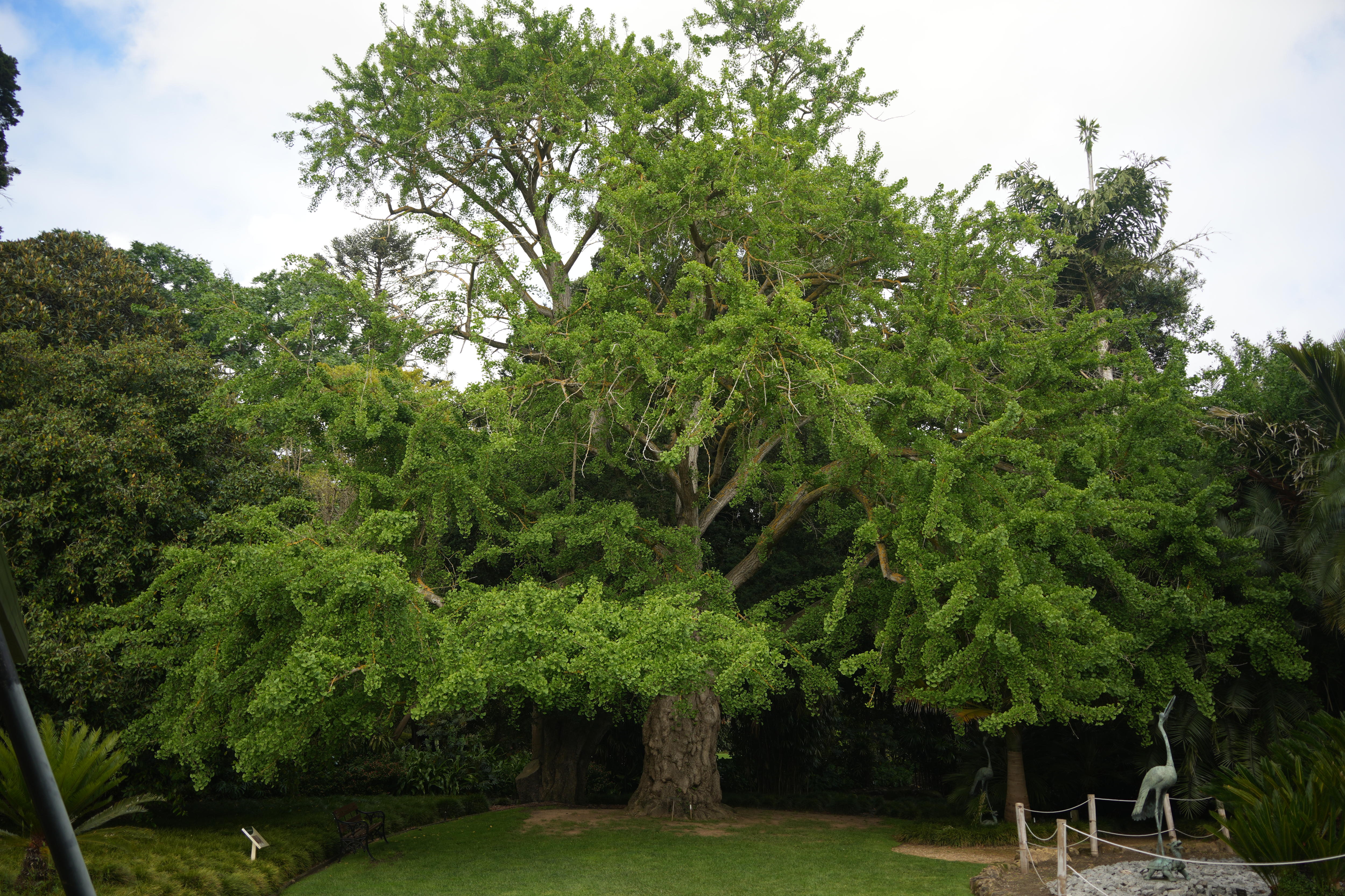 Ancient tree with strong smell wins Tree of the Year