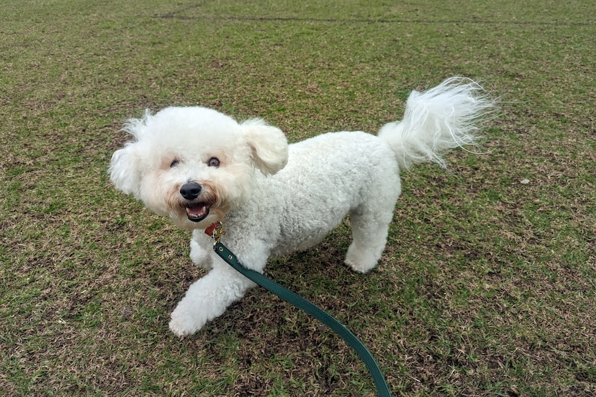 A picture of a fluffy white dog appearing to "smile" while it runs and looks at the camera. 