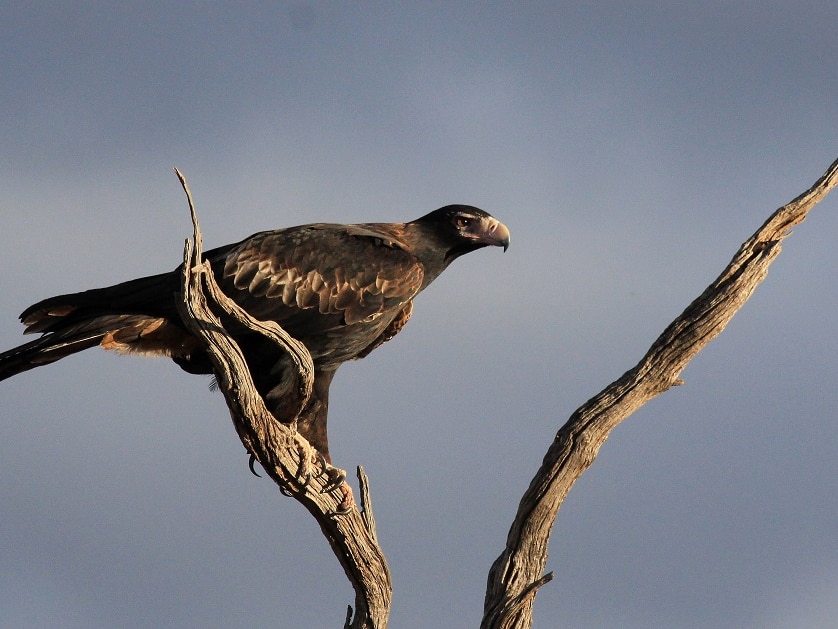 Wedge tail eagle sits on a branch glaring into the distance as to be stalking prey
