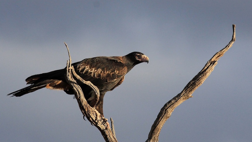 Wedge tail eagle sits on a branch glaring into the distance as to be stalking prey