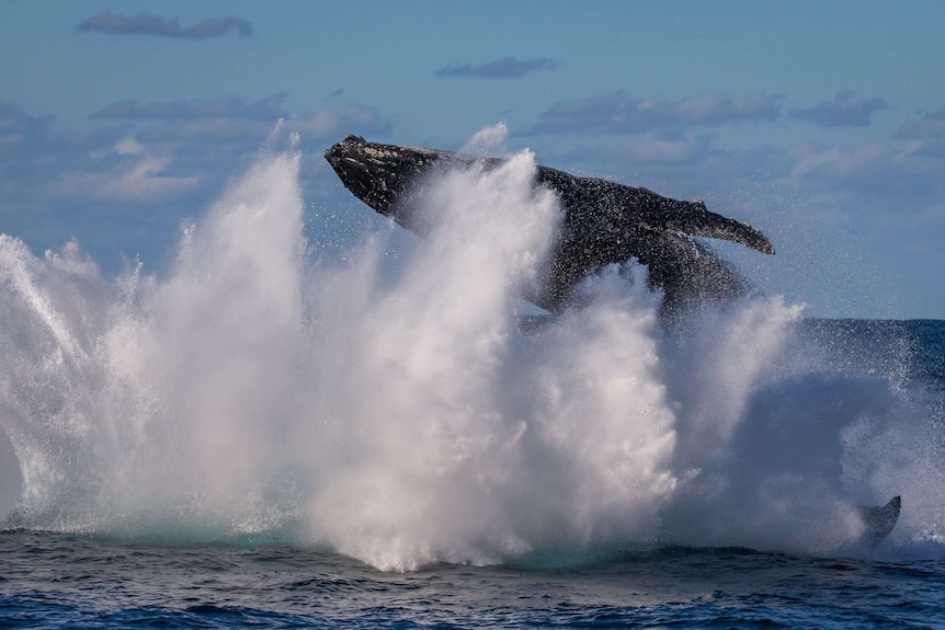 Splash from a breaching whale.