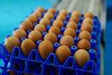 A close up of eggs in a blue plastic tray