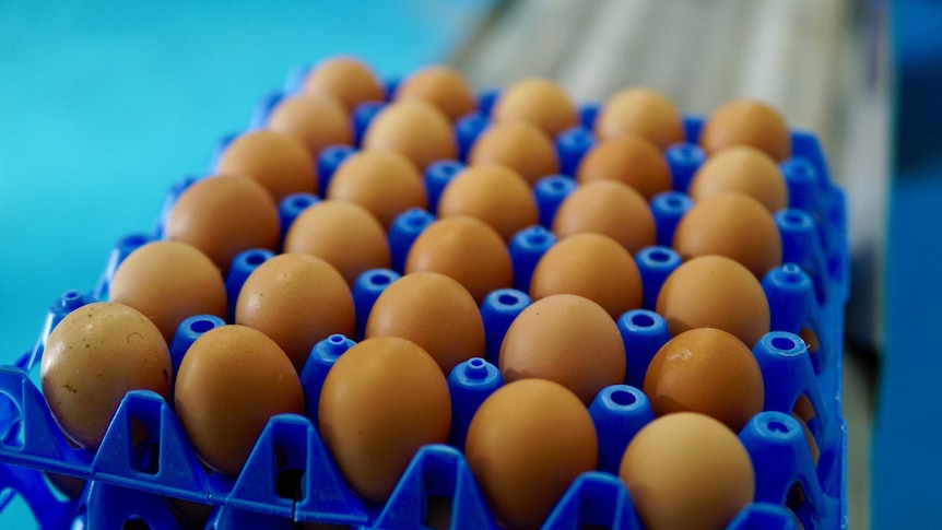 A close up of eggs in a blue plastic tray