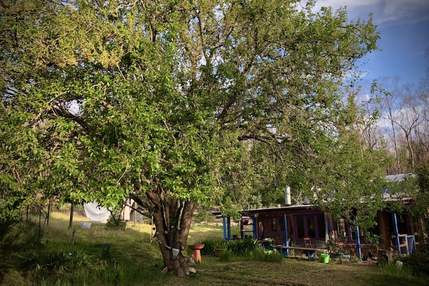 Big green Mulberry tree shadowing a mudbrick home.