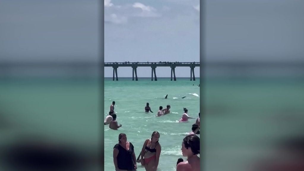 Shark causes swimmers to hurry out of the water in Florida - ABC News
