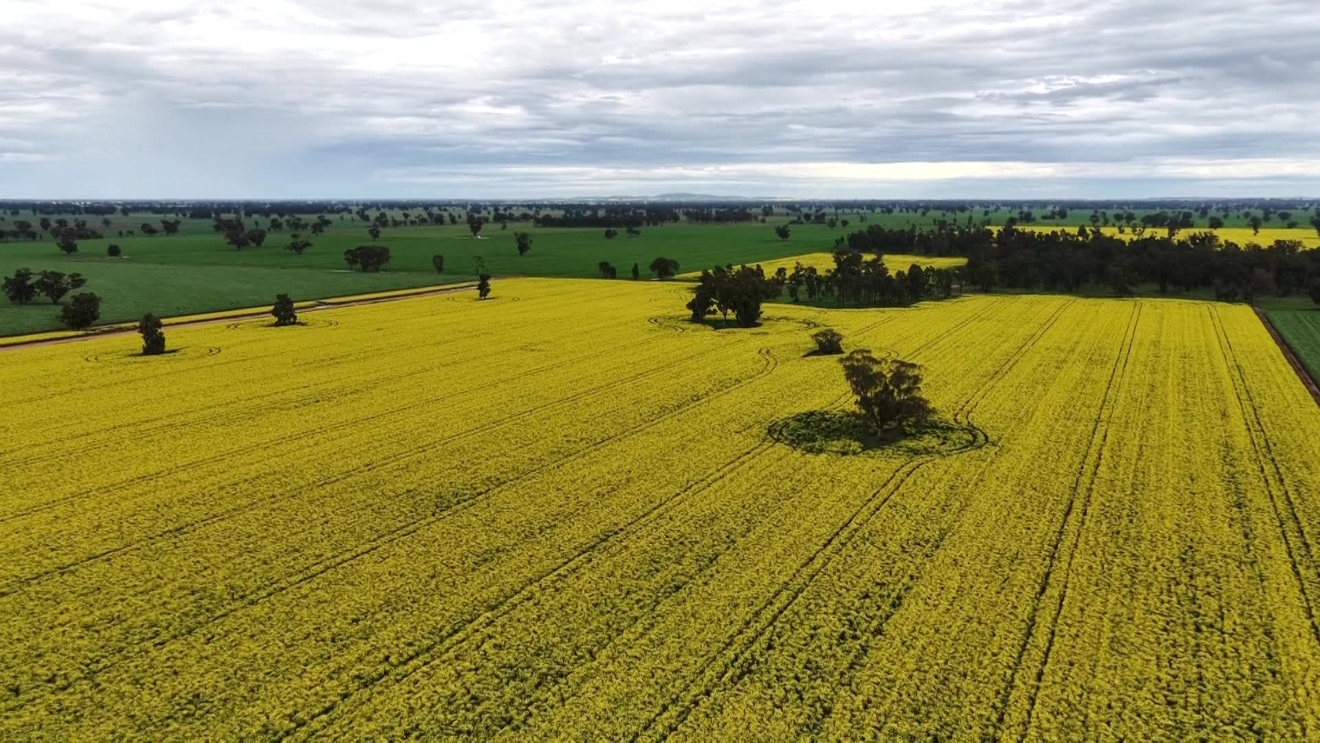 Grains Outlook: Better than expected outlook for southern graingrowers