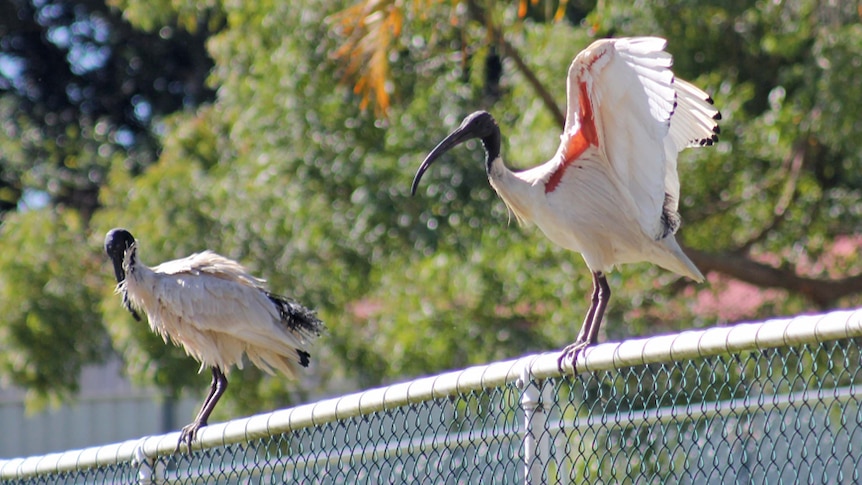 An Australian white ibis shows its red underwing