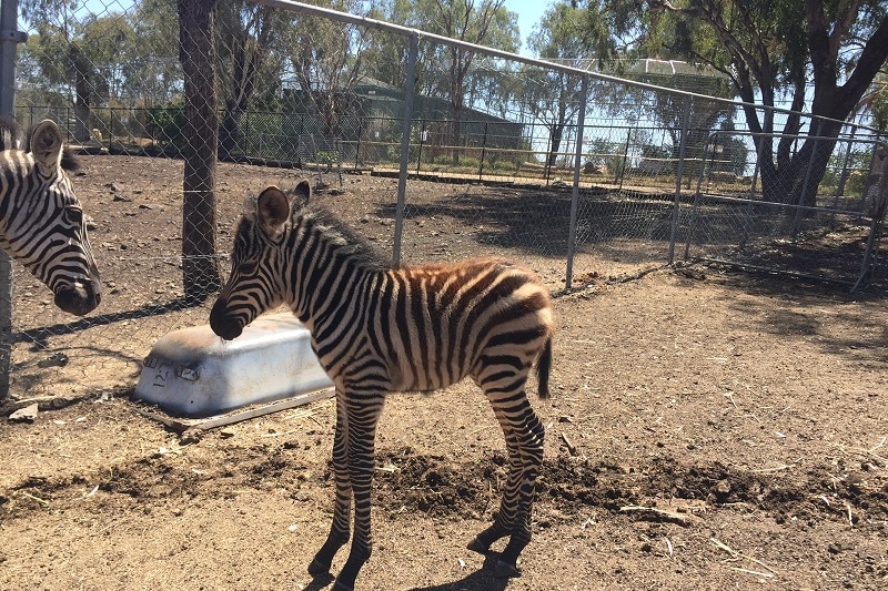 The foal stands near its mother.