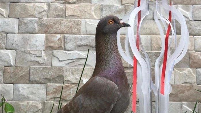 A grey pigeon with tints of purple and blue in front of a stone wall.