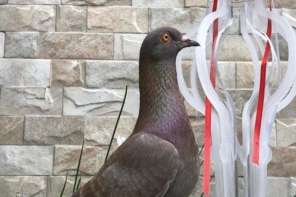 A grey pigeon with tints of purple and blue in front of a stone wall.