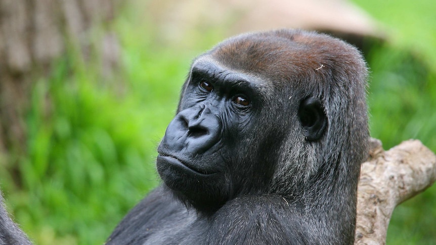 Julia was killed early on Sunday morning, from injuries inflicted by a young male gorilla.