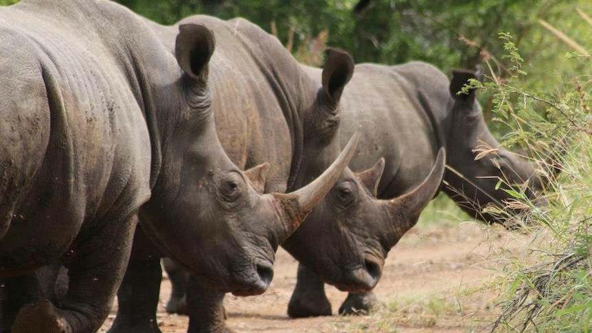 Rhino horn can fetch top money